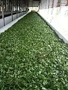 Tea leaves being wilted at a Bangladesh tea factory