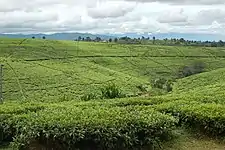 Image 43Tea fields in Tukuyu (from Tanzania)