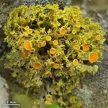 shrubby yellow-orange lichen with many small orange circular structures