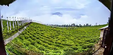 Tea garden at Temi, Sikkim.