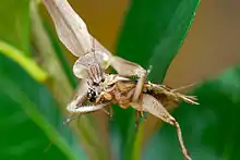 Mantis eating a cricket