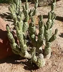 In Springs Preserve garden, Las Vegas