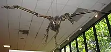 Mounted skeleton of Teratornis merriami.