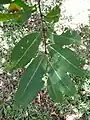 Terminalia arjuna leaves