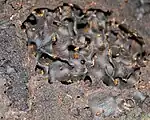 . The photographer has broken off a piece of a mound to show the mound's interior. Dozens of tunnels have been exposed, and hundreds of soldiers have emerged to guard the breech in the wall.