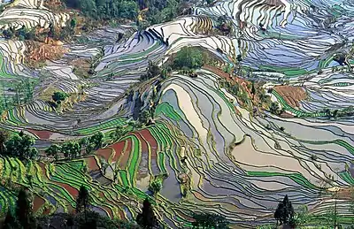 A picture of rice fields: evidence of the interaction of culture, economics and the environment