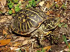 Ornate box turtle (Terrapene ornata ornata)