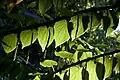 Leaves and flowers