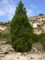 Tetraclinis articulata in the mountains of Cartagena, Spain