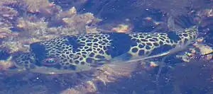 A brown spotted fish swims in shallow water seen from above.