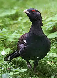 Western capercaillie, Tetrao urogallus (Ex)