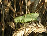 Tettigonia cantans