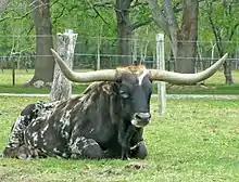 Dark-colored Cattle with very long, sharp horns.