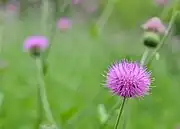 Texas purple thistle