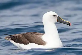 Indian yellow-nosed albatross on the water