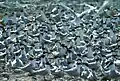 A dense colony of Sandwich terns (Sterna sandvicensis)