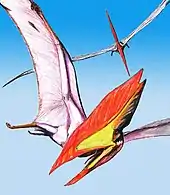 Colour picture of two T. sethi in flight