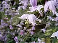 Thalictrum chelidonii