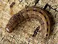 Larva