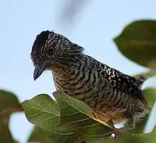 Barred antshrike, seen in pairs low down in thickets and undergrowth.