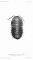 Armadillidium depressum