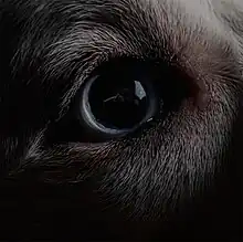 A dog's eye showing a reflection of the Dark Side of the Moon artwork, a prism refracting white light into a rainbow on a black background