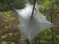 Several tent caterpillars on a nest