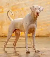 Traditional White Rajapalayam dog