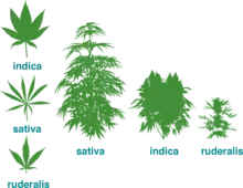 Image 17Evolution of cultivated cannabis strains. The cultivar, Cannabis ruderalis, still grows wild today. (from Medical cannabis)