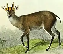 Drawing of a brown cervid