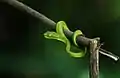 Pit viper