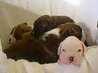 Brindle, fawn, and white Boxer puppies