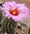 Thelocactus bicolor subsp. schwarzii