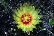 Close-up on a flower of Thelocactus setispinus