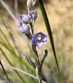 flower spike near Lake King