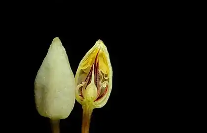 Macrophotography of Theobroma cacao flower (closed)