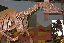 Front of Thescelosaurus