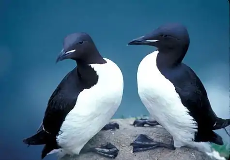 There are large concentrations of thick-billed murres in the cliffs flanking the fjord.