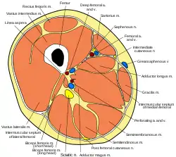 Cross section through thigh.