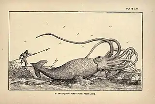 #45 (2/11/1878)Artist's impression of the "Thimble Tickle specimen" found on 2 November 1878, which reportedly measured 55 feet (17 m) in total length, from Charles Frederick Holder's Marvels of Animal Life (Holder, 1885:198, pl. 25). No photographs or exact measurements exist as the specimen was cut up for dog food soon after its discovery.