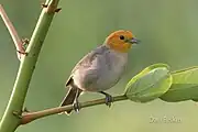 gray songbird with yellow head