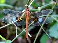 Male showing white patches in wings