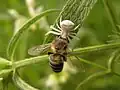 Thomisus onustus hunting Apis mellifera