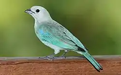 Blue-gray tanager, Darién. A common and tame bird which often visits gardens.