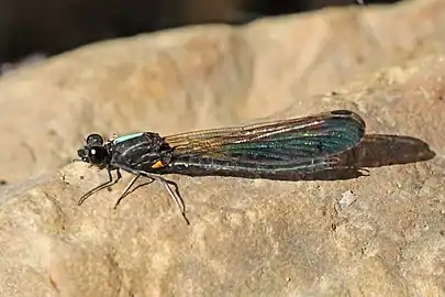 R. trifasciata maleThree-banded emerald jewel, Nepal