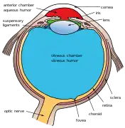 This image shows another labeled view of the structures of the eye