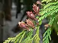 Shoot with mature seed cones, Mount Baker-Snoqualmie National Forest