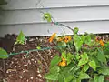 A young plant being trained to grow on a trellis feeder wire