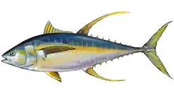 The yellowfin tuna also has two dorsal fins