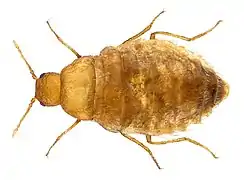 Thylodrias contractus female